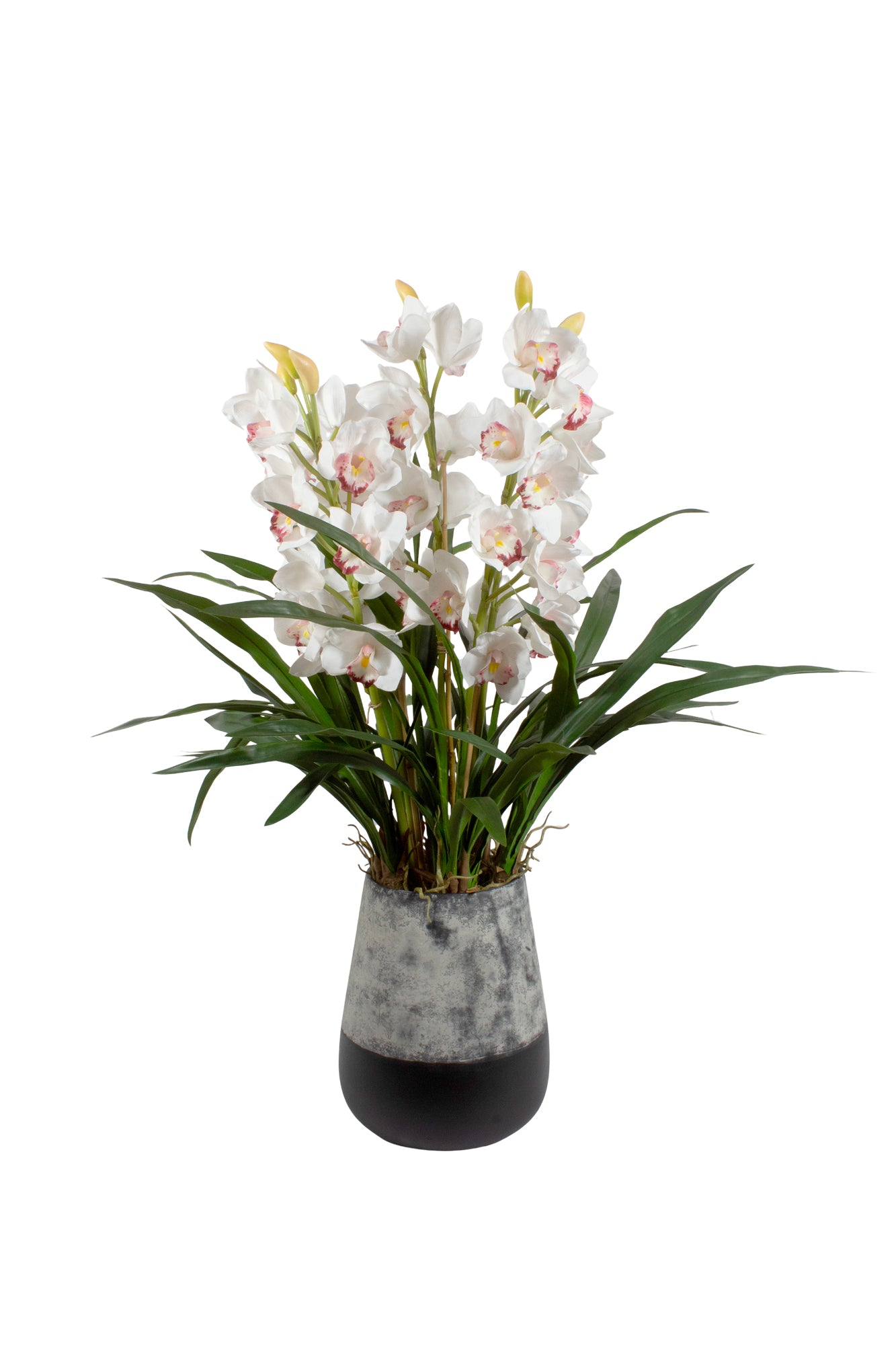 ORQ. CYMBIDIUM NO VASO BICOLOR, 100CM Cod: A7135