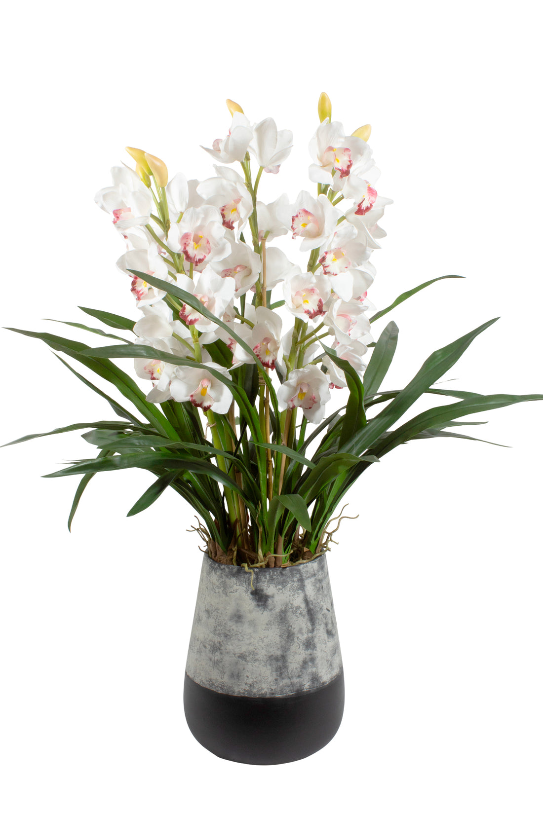 ORQ. CYMBIDIUM NO VASO BICOLOR, 100CM Cod: A7135