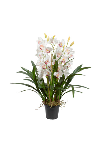 ORQ. CYMBIDIUM NO VASO VPP, 85CM Cod: A7136