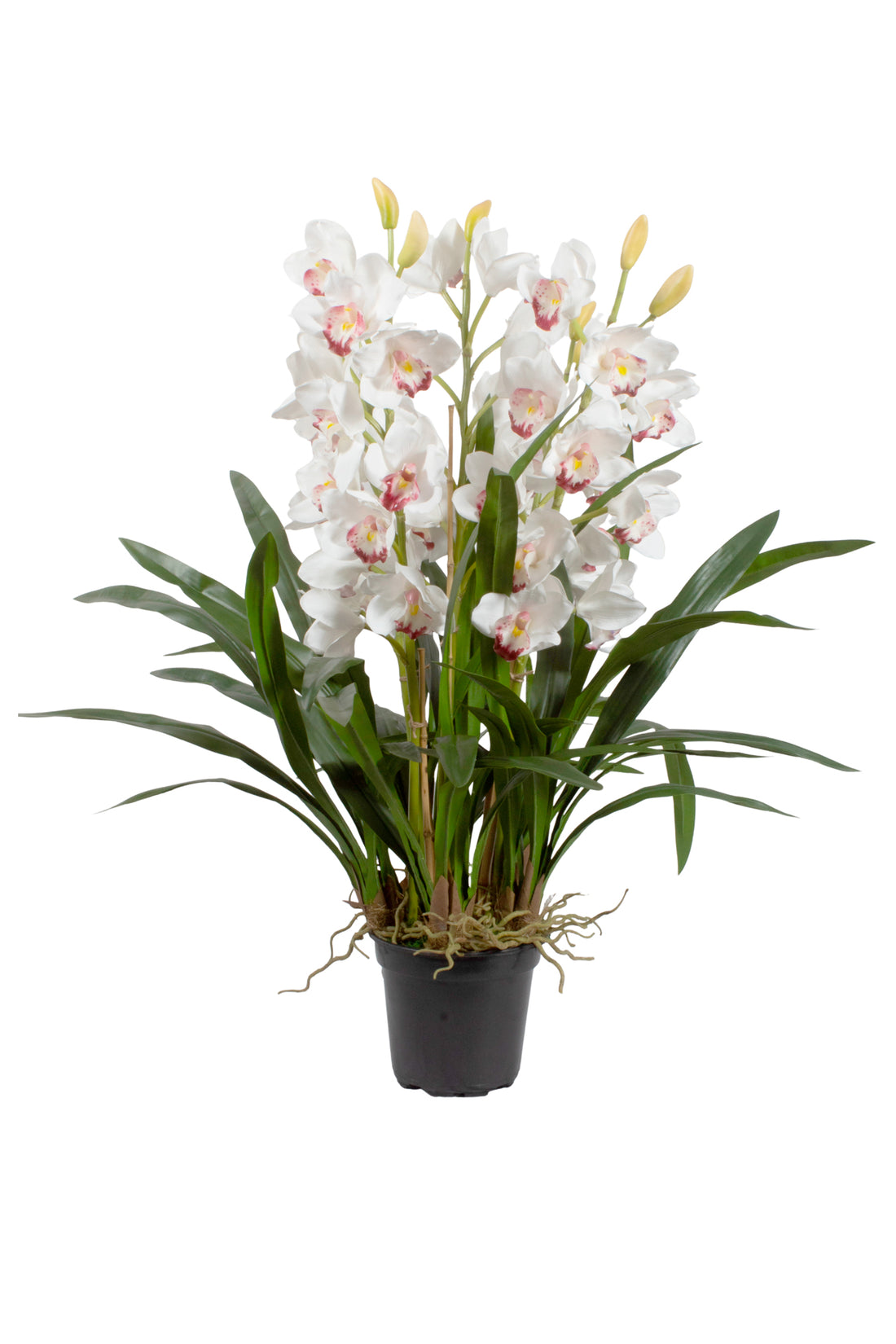 ORQ. CYMBIDIUM NO VASO VPP, 85CM Cod: A7136