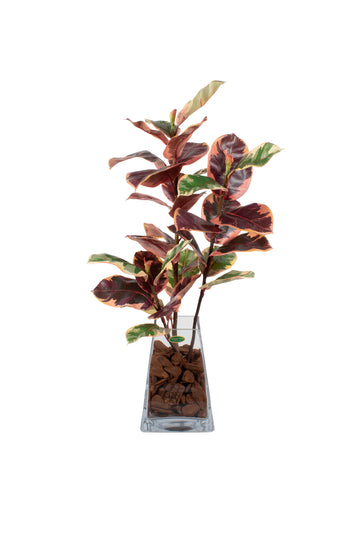 FICUS ELASTICA TINEKE RUBI EM VIDRO TRAPEZIO 75CM Cod: A7139