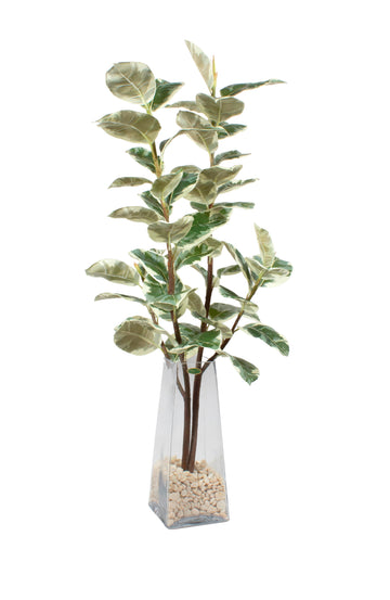 FICUS ELÁSTICA NO VASO TRAPEZIO 115CM Cod: A7140