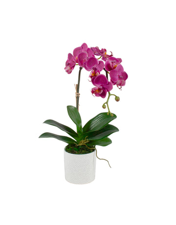 ORQ. PHALAENOPSIS FU EM CERAMICA 35CM Cod: A7144