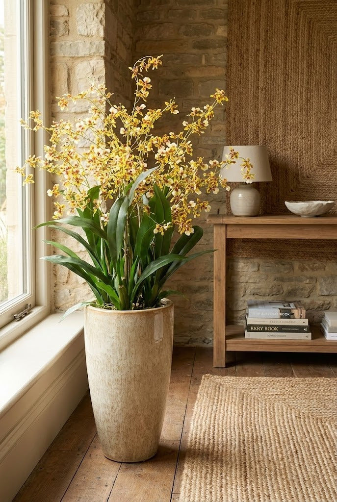 ORQUIDEA DANCING 93CM AM/BD Cod: 3282AMBD