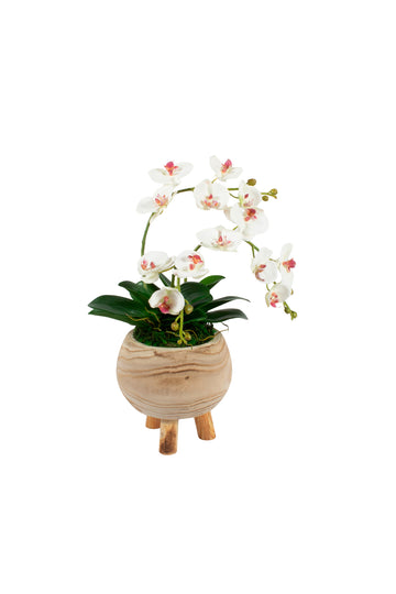 ORQ. PHALAENOPSIS NO VASO MADEIRA TRIPÉ 45CM Cod: A7149