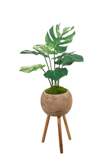 COSTELAS DE ADÃO EM VASO TRIPÉ 120CM Cod: A7151
