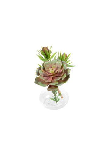 SUCULENTA NO VIDRINHO 18CM Cod: A7154
