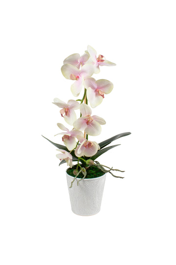ORQ. PHALAENOPSIS EM CER BR 60CM Cod: A7161