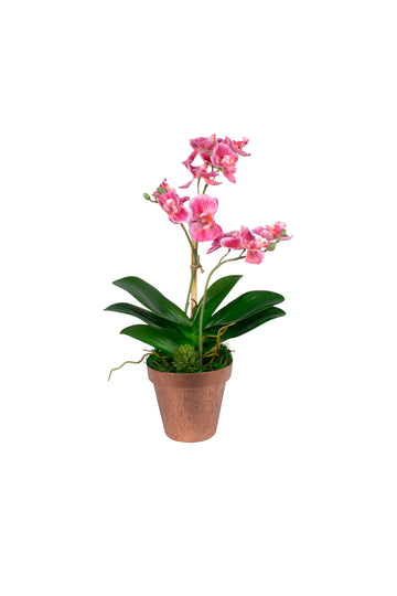 ORQ. PHALAENOPSIS MINI EM CACH. COBRE 33CM Cod: A7165