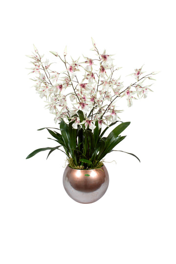 ORQ. ODONTOGLOSSUM BR/PK EM VIDRO ESPELHADO, 95CM Cod: A7179