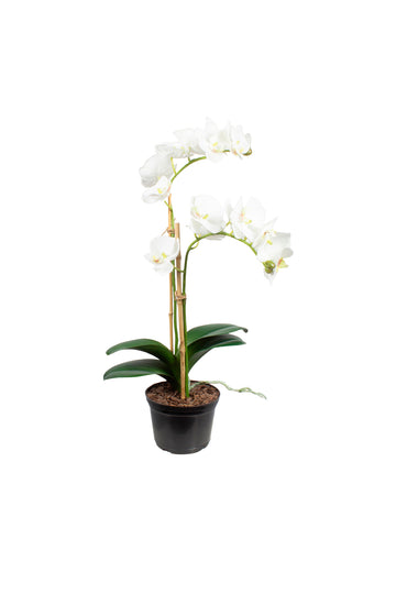 ORQ. PHALAENOPSIS BR EM POTE PVC, 50CM Cod: A7191
