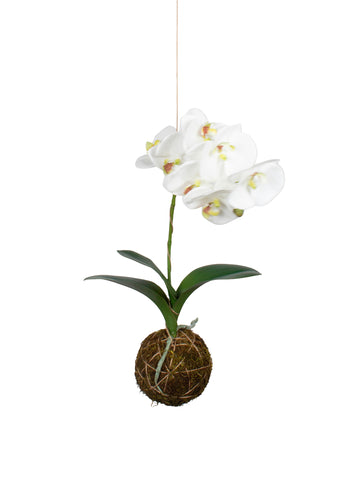 KOKEDAMA DE PHALAENOPSIS BR X1, 40CM Cod: A7193