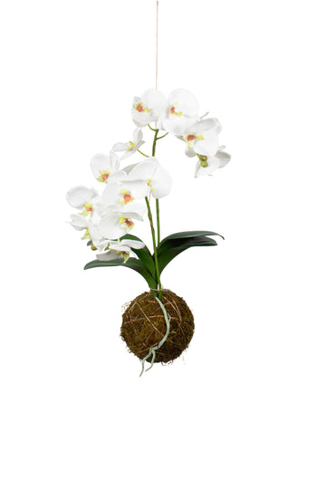 KOKEDAMA DE PHALAENOPSIS BR X2, 45CM Cod: A7194