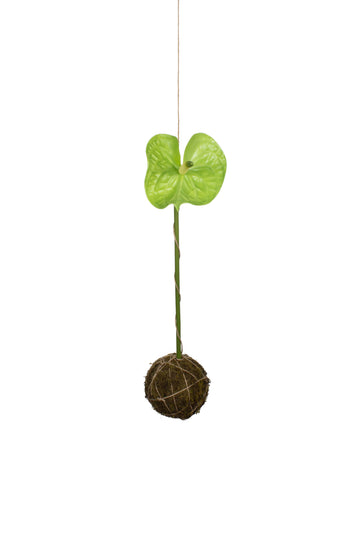KOKEDAMA ANTURIO VERDE, 56CM Cod: A7195