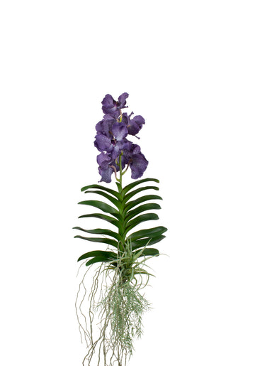 ORQ. VANDA PENDENTE RX, 130CM Cod: A7205RX