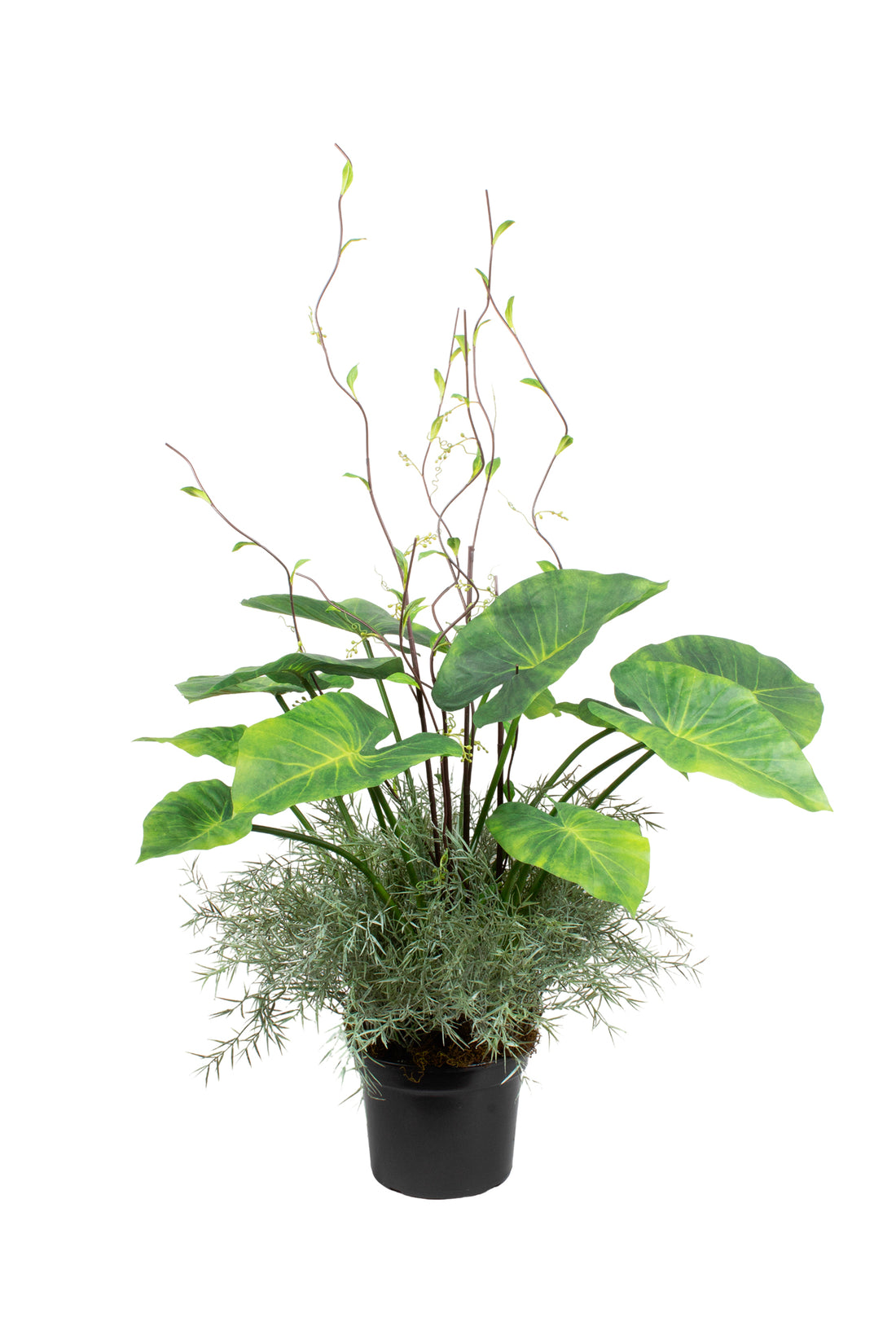 ALOCASIA E FOLHAGEM EM POTE PVC 65CM Cod: A7206VPP