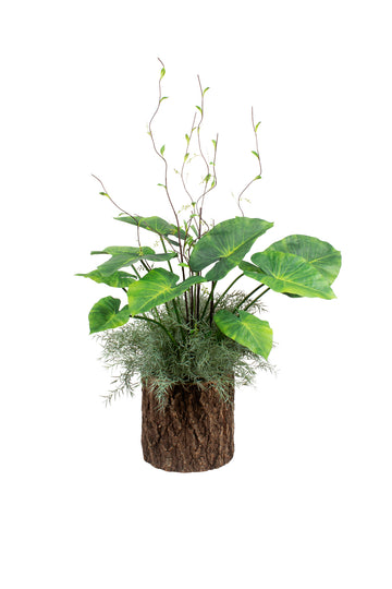 ALOCASIA E FOLHAGEM EM CACHEPOT TRONCO 1100 CM Cod: A7206
