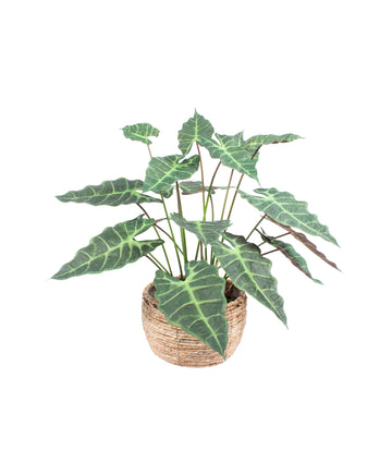ALOCASIA AMAZÔNICA EM CESTO, 65CM Cod: A7211