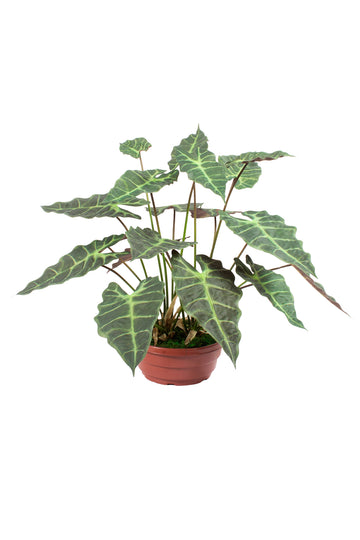 ALOCASIA AMAZÔNICA EM POTE PVC, 65CM Cod: A7211VPP