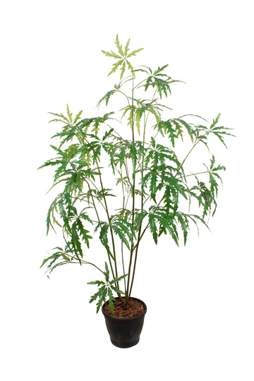 CANABIS CHEFLERA EM POTE PVC, 156CM Cod: A7214