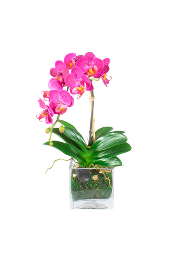 ORQ. PHALAENOPSIS FU X1 EM VIDRO, 38CM Cod: A7222