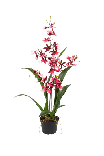 ORQ. ONCIDIUM CH X1 EM POTE PVC 65CM Cod: A7226-CH
