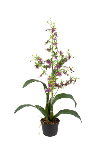ORQ. ONCIDIUM VX X1 EM POTE PVC 65CM Cod: A7226-VX