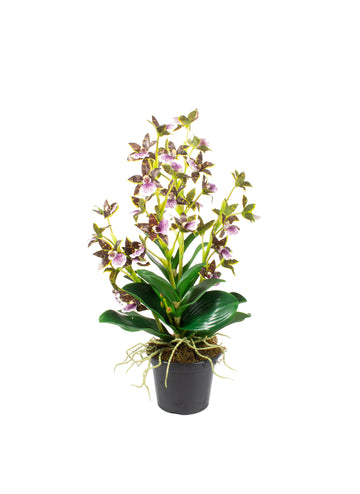 ORQ. DENDROBIUM EM POTE PVC 58CM Cod: A7227