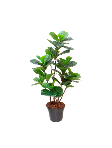 FICUS LIRATA 1,30M Cod: A7229