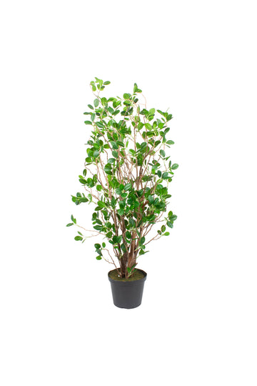 ARBUSTO DE FITOSPORO 75CM Cod: A7230