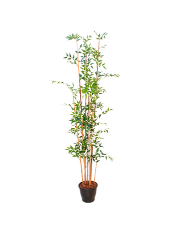 BAMBOO 200CM Cod: A7234