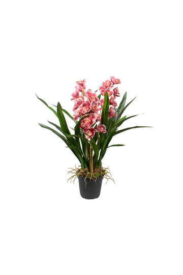 ORQ. CYMBIDIUM X3 MV EM POTE PVC, 73 CM Cod: A7236