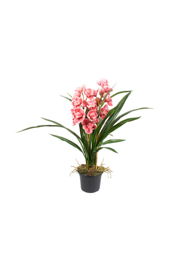 ORQ. CYMBIDIUM X2 MV EM POTE PVC, 63 CM Cod: A7237