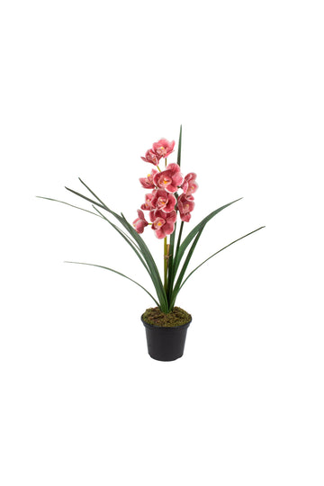 ORQ. CYMBIDIUM X1 MV EM POTE PVC 63 CM Cod: A7238