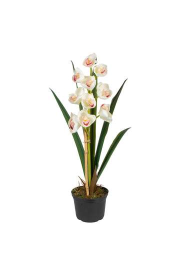 ORQ. CYMBIDIUM X1 BR EM POTE PVC, 53CM Cod: A7239BR