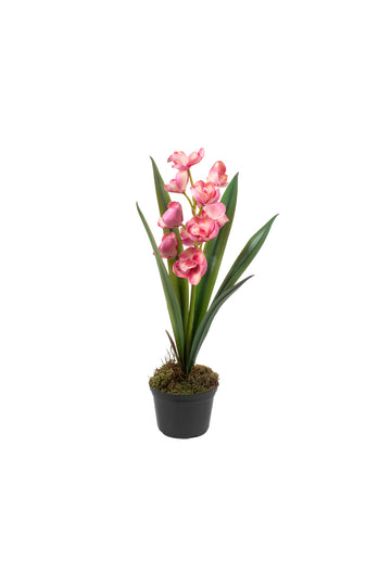 ORQ. CYMBIDIUM X1 PK EM POTE PVC, 53CM Cod: A7239PK