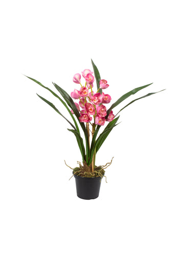 ORQ. CYMBIDIUM X2 PK EM POTE PVC 57CM Cod: A7240PK