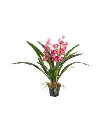 ORQ. CYMBIDIUM X3 PK EM POTE PVC 64CM Cod: A7243PK