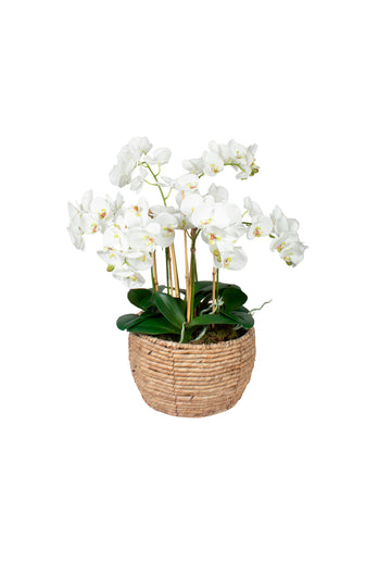 ORQ. PHALAENOPSIS BR X7 NO CESTO, 60 CM Cod: A7244