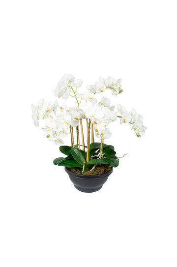 ORQ. PHALAENOPSIS BR X7 EM VPP, 55CM Cod: A7244VPP