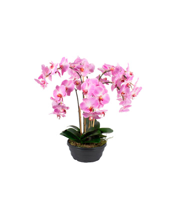 ORQ. PHALAENOPSIS LV X6 EM POTE PVC 65CM Cod: A7245VPP