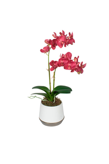 ORQ. PHALAENOPSIS FU X2 EM POTE CER 55CM Cod: A7248
