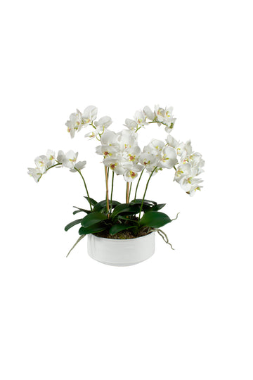 ORQ. PHALAENOPSIS BR EM BOWL DE CER, 57CM Cod: A7252