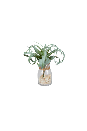 TILLANDSIA  EM VIDRO, 23CM Cod: A7260
