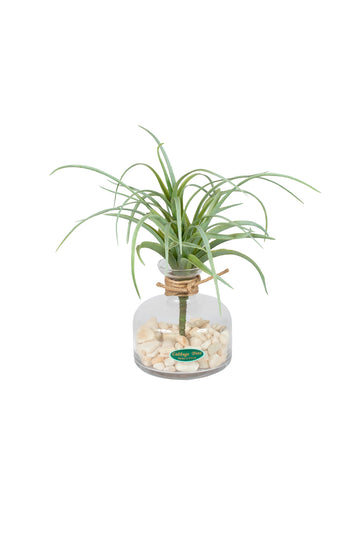 TILLANDSIA EM VIDRO, 21CM Cod: A7261