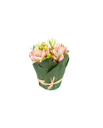 SERRURIAS PK C/ HYPERICUM EM CACHEPOT FOLHAS, 20CM Cod: A7265
