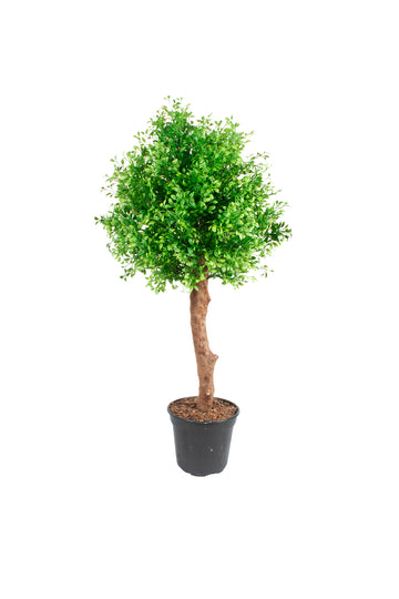 ÁRVORE TOPIÁRIA MINI RUSCUS, 80CM Cod: A7277