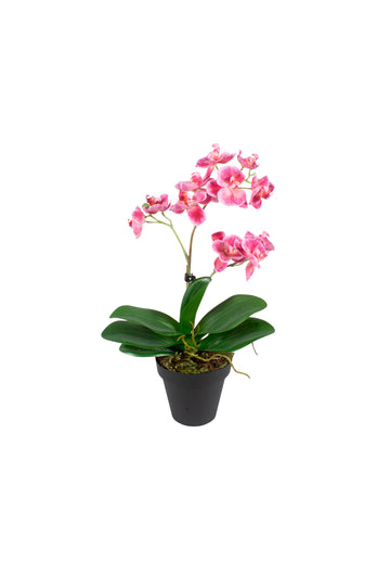 ORQ. PHALAENOPSIS FU EM POTE PVC 36CM Cod: A7278