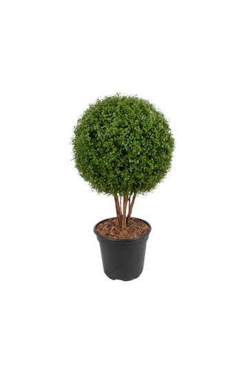 TOPIÁRIA DE FITOSPORO 53CM ( 25CM DE DIÂM) Cod: A7282