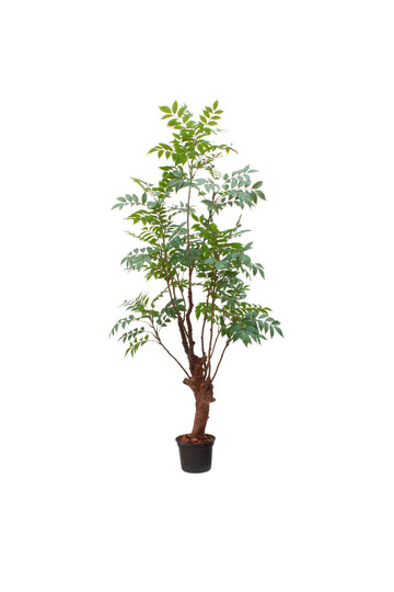NANDINA ÁRVORE, 165CM Cod: A7283